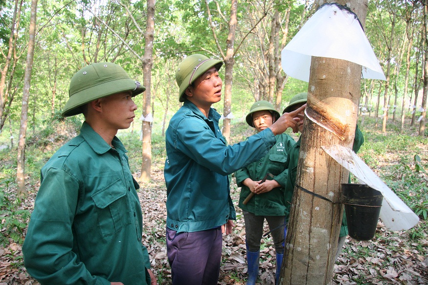 Cán bộ công ty cổ phần cao su Lai Châu II thường xuyên cùng công nhân tuần tra, kiểm soát, kiểm tra các vết cạo mủ cây cao su.